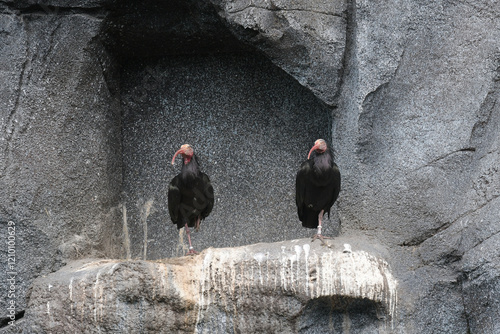 Ein Paar von Waldtrapps im Leipziger Zoo photo