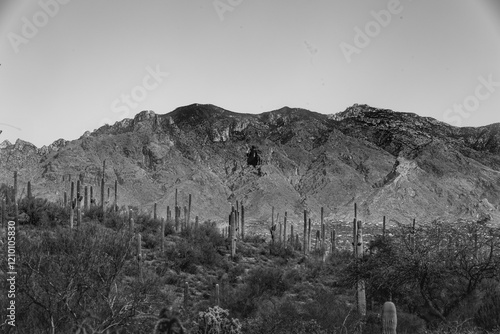 This stunning photo captures the beauty of the Tucson desert, with towering saguaro cacti standing proudly in the foreground, their green arms reaching up towards a brilliantly colored blue sky.  photo