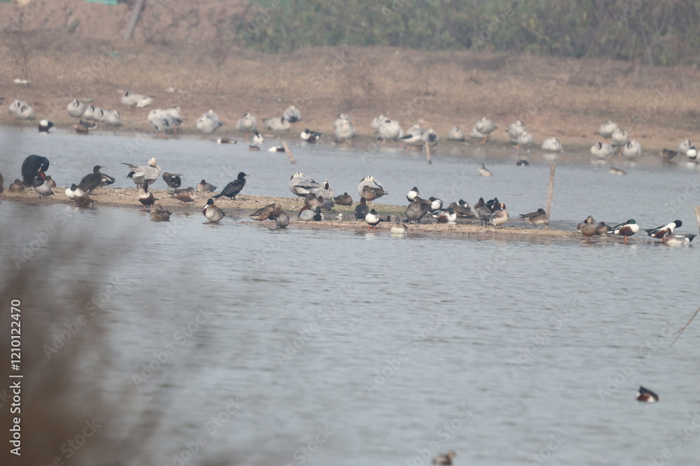 Birds on wetland Birds on wetland