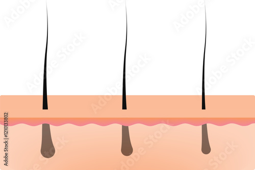 Hair Follicle Cross Section Design Vector Illustration
