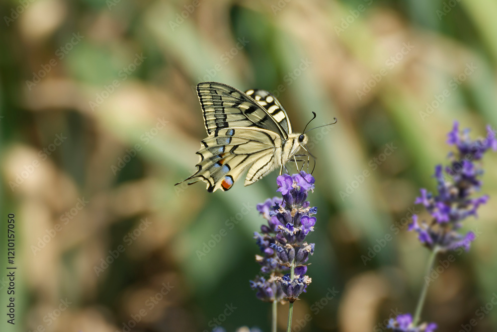 Old World Swallowtail or common yellow swallowtail (Papilio machaon) sitting on lavender in Zurich, Switzerland Old World Swallowtail or common yellow swallowtail (Papilio machaon) sitting on lavender in Zurich, Switzerland