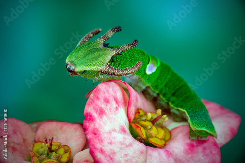 Dragon head caterpillar