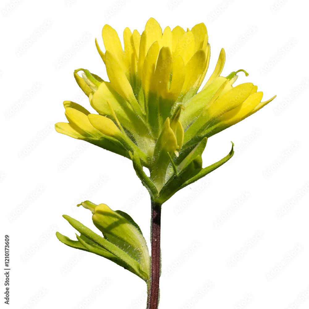 Obraz premium Castilleja coccinea - known as Indian Paintbrush and Scarlet Painted-cup - Native North American Prairie Wildflower isolated
