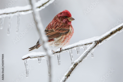Purple finch in snow