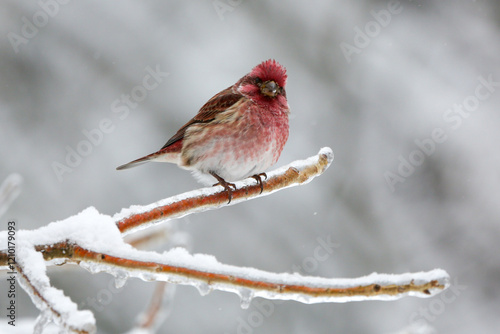 Purple finch in winter