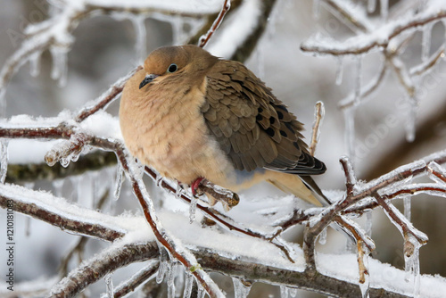Mourning dove in winter