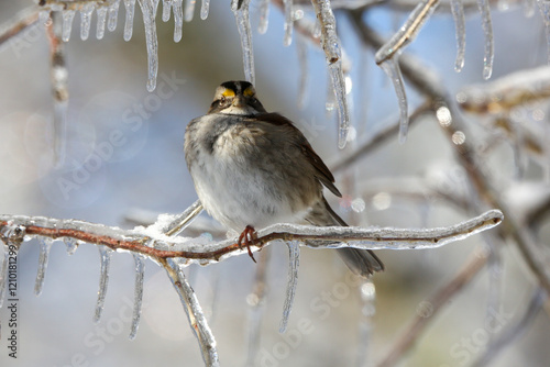 sparrow in winter