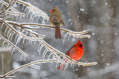 Northern Cardinals in the winter