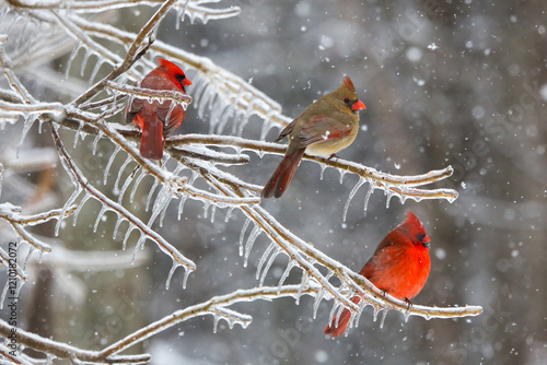 Northern Cardinals in the winter