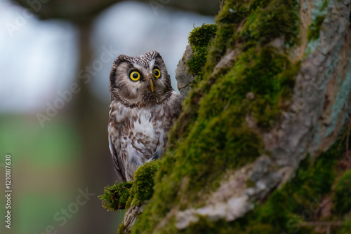 Boreal owl (Aegolius funereus), Small, chunky owl with a large, flat-topped head. Note extensive white spotting and gray face framed in black. photo