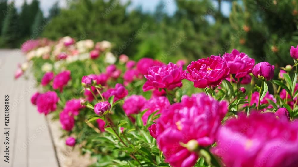 Pink peony growing, blurred leaves background. Gently fresh flower bush. Gardening, landscaping. Plant Nurse Ad. Backdrop for product promote. Flower shop. Green home garden. Landscape design. Path