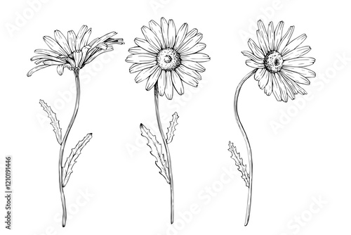 A set of blooming wildflower daisy. Hand drawn vector illustration. Contour drawing. Sketch painted by black inks. Black line on white isolated background. For clip art greeting card logo package