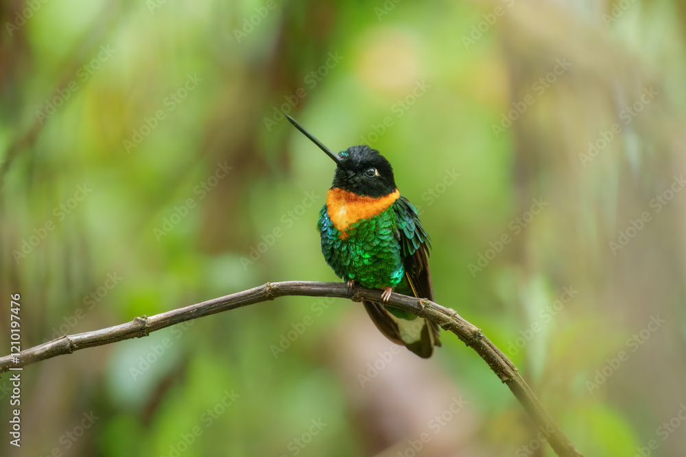 Fototapeta premium Gould's Inca, Coeligena inca, Striking hummingbird that inhabits Andean cloud forest from Peru to Bolivia. Both sexes have an orange collar that extends almost all the way around the back of neck.