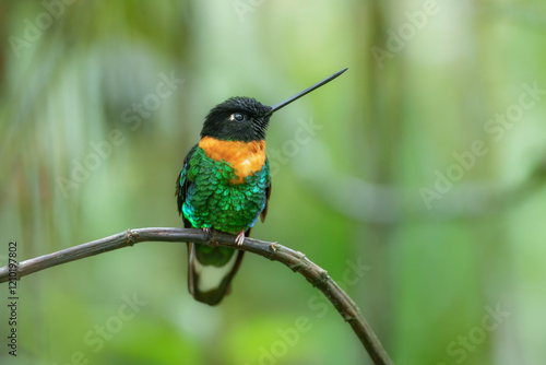 Gould's Inca, Coeligena inca, Striking hummingbird that inhabits Andean cloud forest from Peru to Bolivia. Both sexes have an orange collar that extends almost all the way around the back of neck.