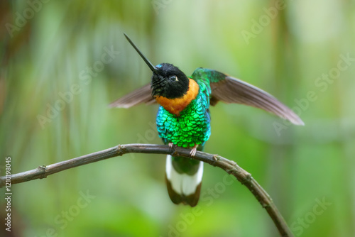 Gould's Inca, Coeligena inca, Striking hummingbird that inhabits Andean cloud forest from Peru to Bolivia. Both sexes have an orange collar that extends almost all the way around the back of neck. photo