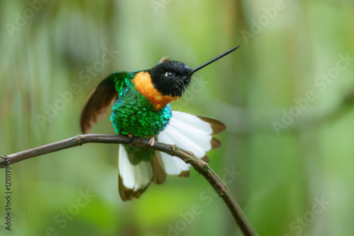 Gould's Inca, Coeligena inca, Striking hummingbird that inhabits Andean cloud forest from Peru to Bolivia. Both sexes have an orange collar that extends almost all the way around the back of neck. photo