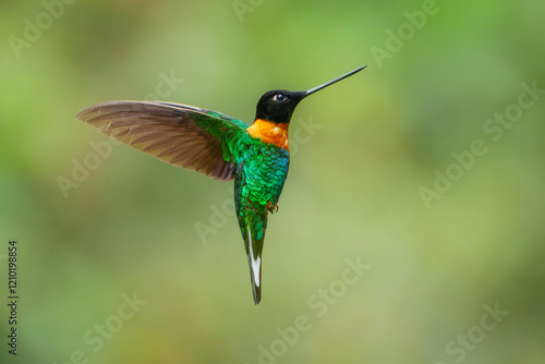 Gould's Inca, Coeligena inca, Striking hummingbird that inhabits Andean cloud forest from Peru to Bolivia. Both sexes have an orange collar that extends almost all the way around the back of neck.