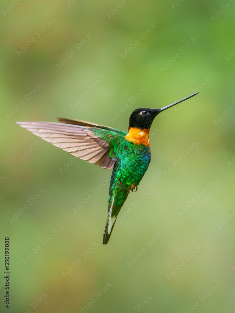 Fototapeta premium Gould's Inca, Coeligena inca, Striking hummingbird that inhabits Andean cloud forest from Peru to Bolivia. Both sexes have an orange collar that extends almost all the way around the back of neck.