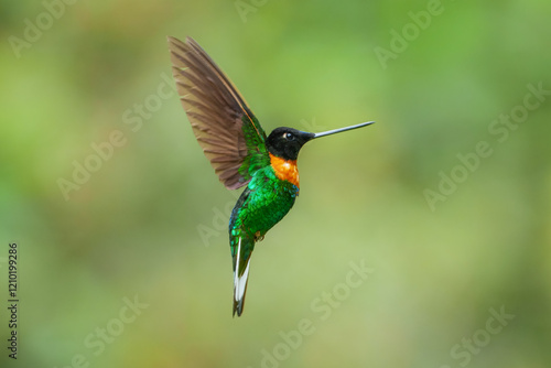 Gould's Inca, Coeligena inca, Striking hummingbird that inhabits Andean cloud forest from Peru to Bolivia. Both sexes have an orange collar that extends almost all the way around the back of neck. photo