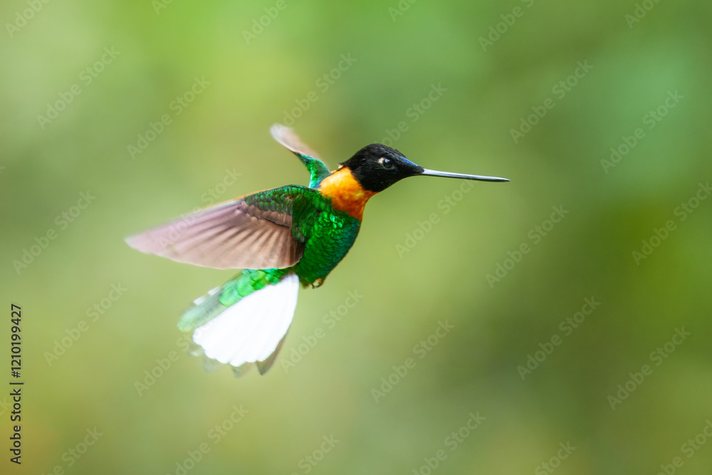 Fototapeta premium Gould's Inca, Coeligena inca, Striking hummingbird that inhabits Andean cloud forest from Peru to Bolivia. Both sexes have an orange collar that extends almost all the way around the back of neck.