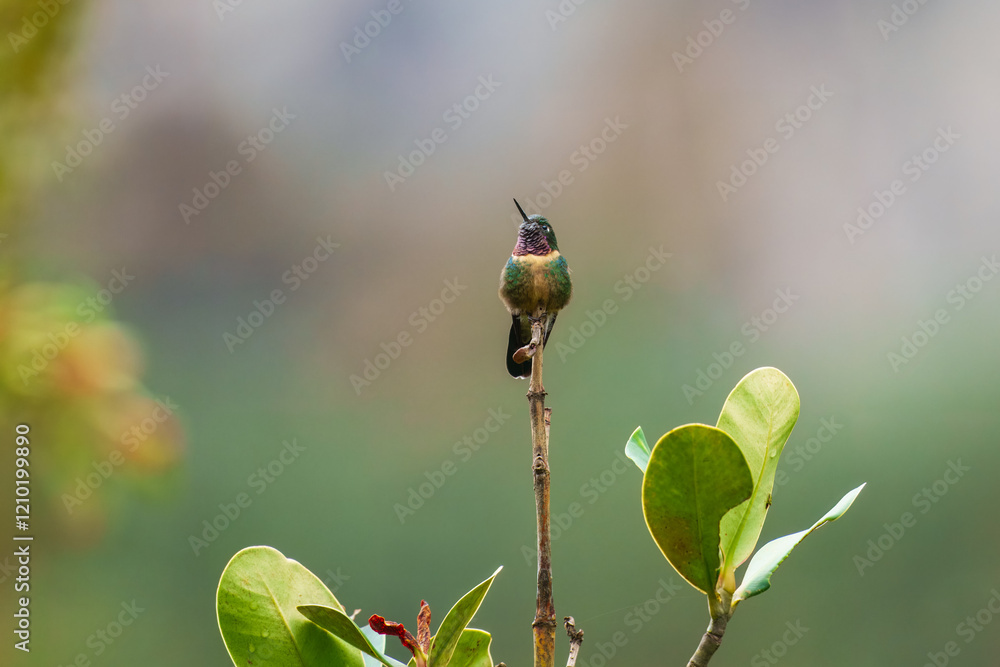 Amethyst-throated Sunangel Heliangelus amethysticollis, Medium-sized cloud forest hummingbird found in the Andes. The bold, white neck crescent is often its most obvious feature. Amethyst-throated Sunangel Heliangelus amethysticollis, Medium-sized cloud forest hummingbird found in the Andes. The bold, white neck crescent is often its most obvious feature.