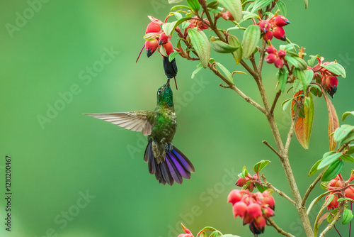 Tyrian metaltail, Metallura tyrianthina districta, rare hummingbird from Bolivia, flying in the green vegetation with red flowers. Wildlife scene from America. photo