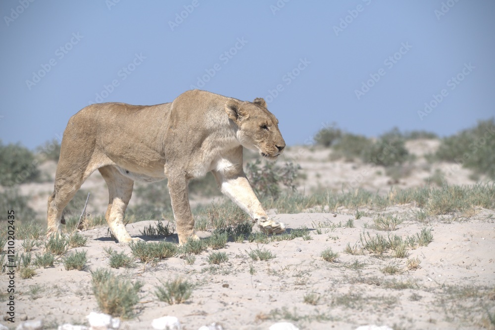 Obraz premium lions in bwa