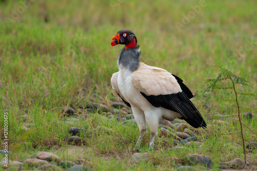 King vulture (Sarcoramphus papa) is a large bird found in Central and South America. It is a member of the New World vulture family Cathartidae.  photo