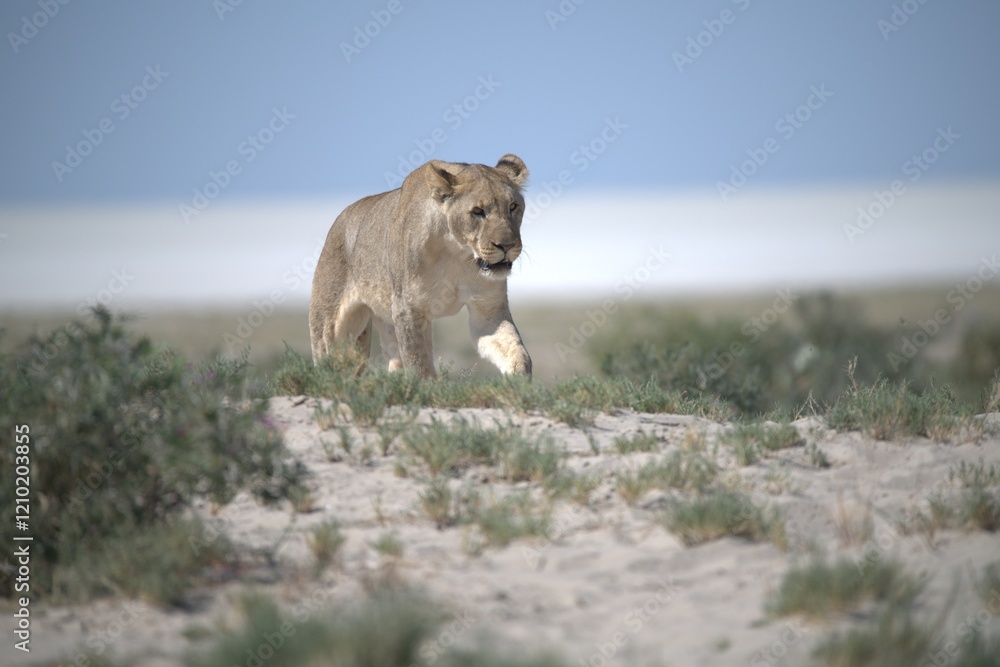 lions in bwa lions in bwa