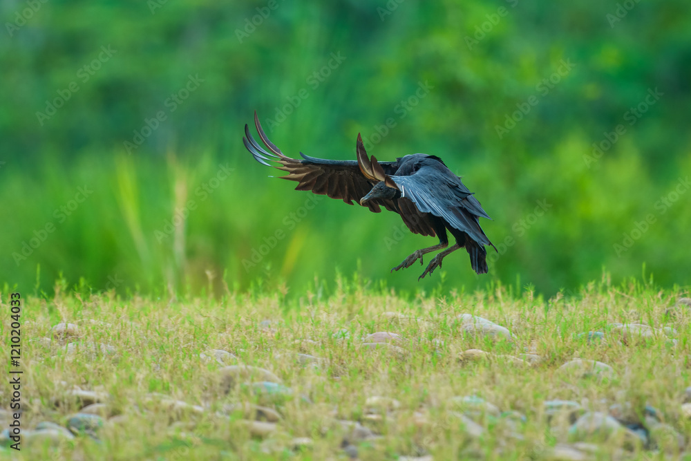 Obraz premium Black Vulture (Coragyps atratus), Samara, peninsula Nicoya, province Guanacaste, Costa Rica, Central America