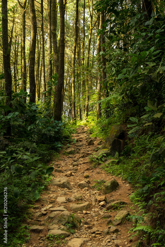 Obraz premium Sunlit Trail Winding Through a Quiet Pine Forest
