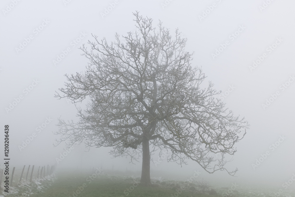 scenic view of lonely frozen tree in foggy winter countryside scenic view of lonely frozen tree in foggy winter countryside