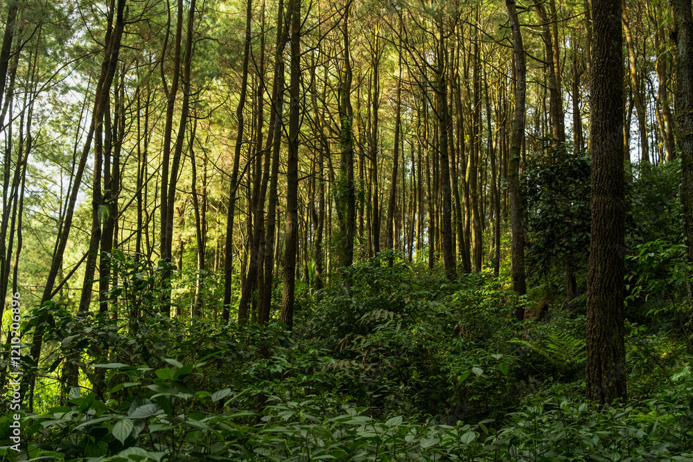 Fototapeta premium Sunlight Filtering Through Dense Forest Trees