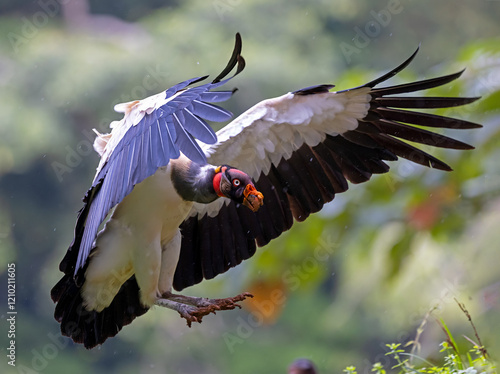 A magnificent King Vulture coming into land