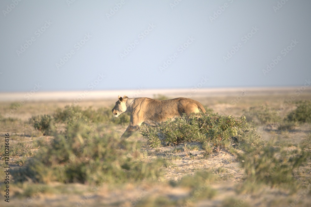 Fototapeta premium lions in bwa