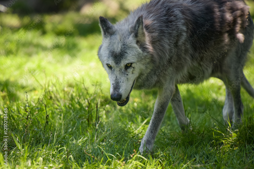 Photography of european wolf in a park Photography of european wolf in a park