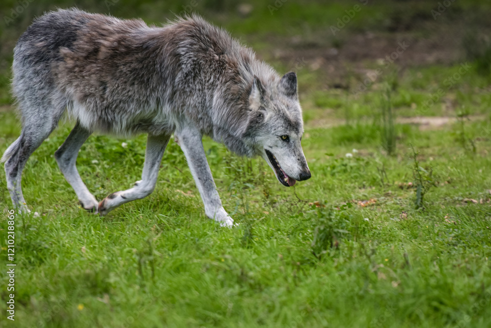Photography of european wolf in a park