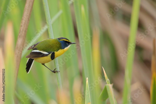Siete colores posado en juncal. Eng: Many-colored rush-tyrant perched on the reeds.