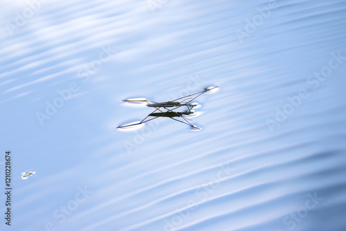 Фотография close-up of a water strider, line pattern, pond skater on the lake, calm water w