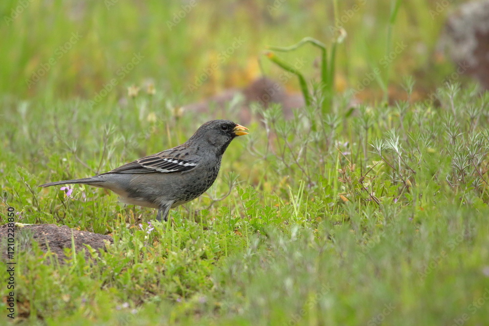 Yal alimentándose en el prado. Rhoposopina fruticeti. eng: Mourning-sierra finch feeding on the grass Yal alimentándose en el prado. Rhoposopina fruticeti. eng: Mourning-sierra finch feeding on the grass
