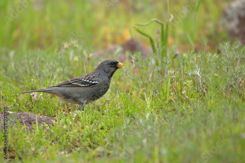 Yal alimentándose en el prado. Rhoposopina fruticeti. eng: Mourning-sierra finch feeding on the grass