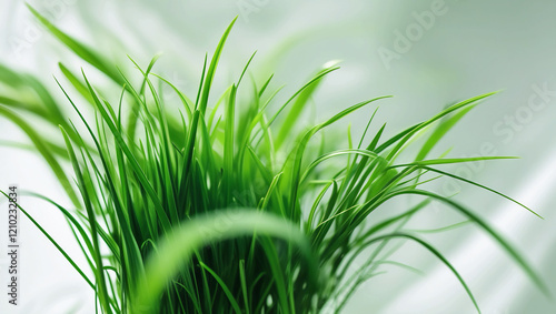 Green grass isolated on a white backdrop photo