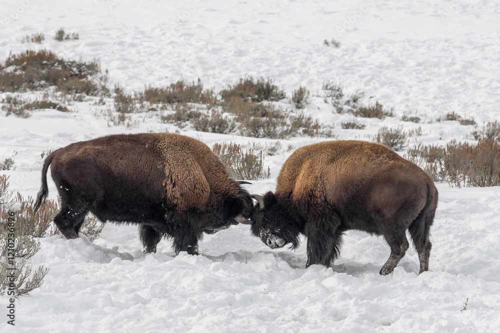 Two bison mixing horns in the snow Two bison mixing horns in the snow