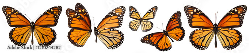 Collection of beautiful monarch butterflies on a transparent background. Concept of insects and bugs.