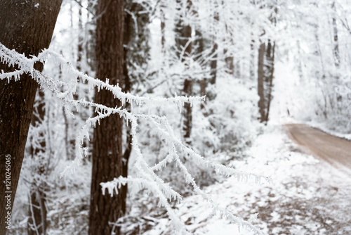 Snowy road and cold winter landscape - winter snow Fruška Gora Serbia