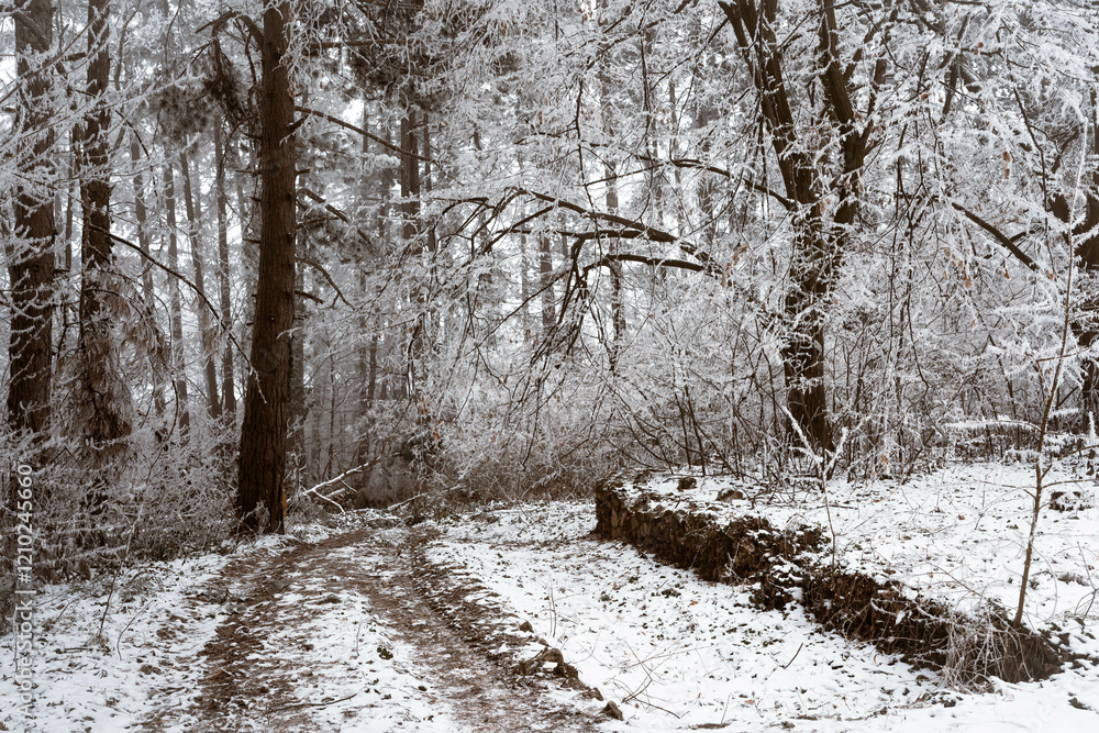 Snowy road and cold winter landscape - winter snow Fruška Gora Serbia