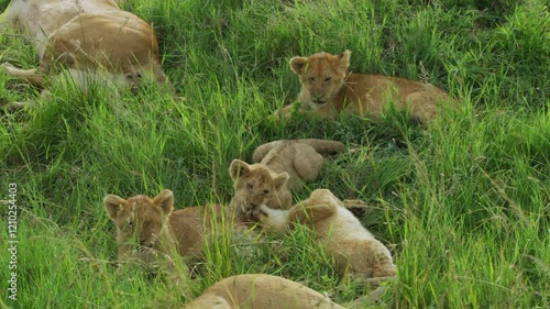 Majestic Lions in the Wild: Stunning Footage of Nature's Kings photo