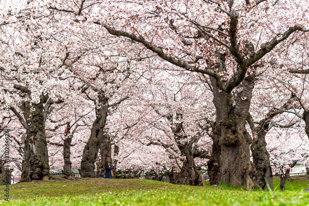 full bloom Japanes Cherry blossoms tunnel in Goryokaku Castle or Hakodate Castle as star shaped fort, Hokkaido, Japan