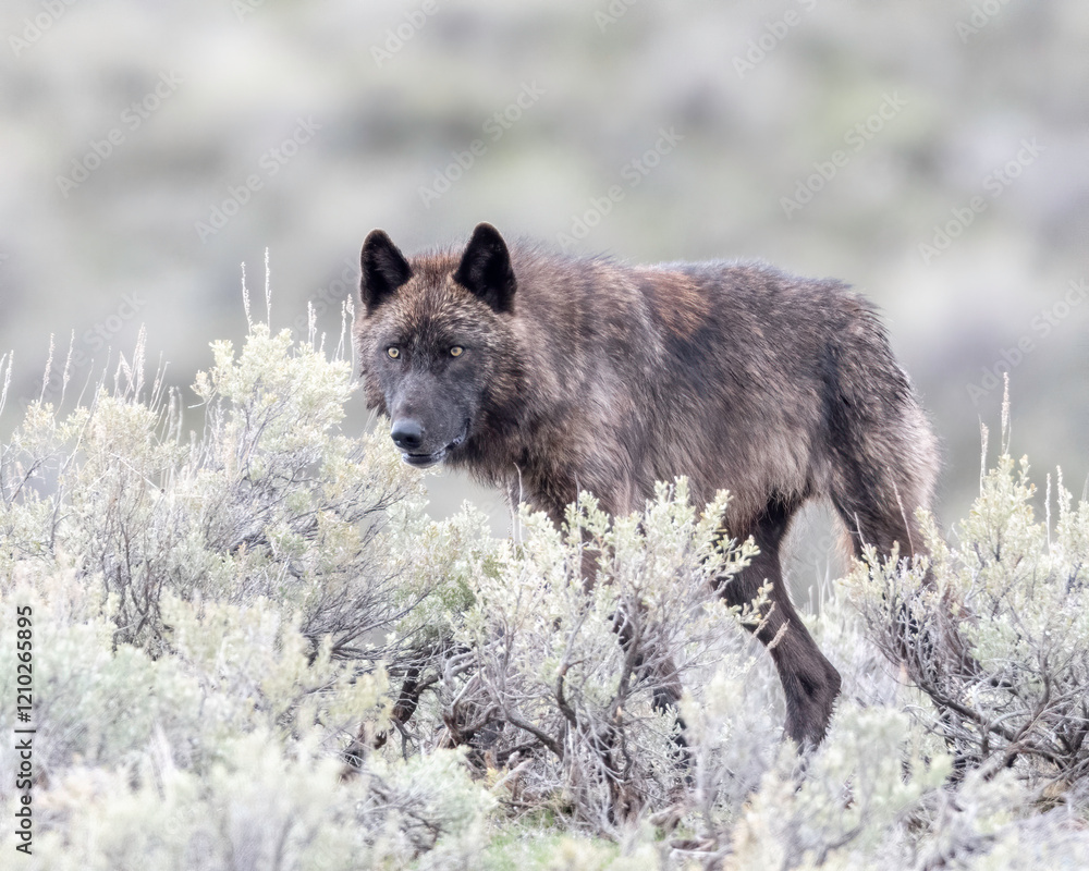 Gray wolf (Canis luous) from Junction Butte Pack, Yellowstone National Park, Wyoming Gray wolf (Canis luous) from Junction Butte Pack, Yellowstone National Park, Wyoming