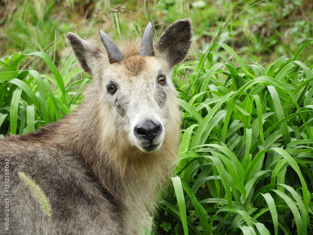 Fototapeta premium 二ホンカモシカ